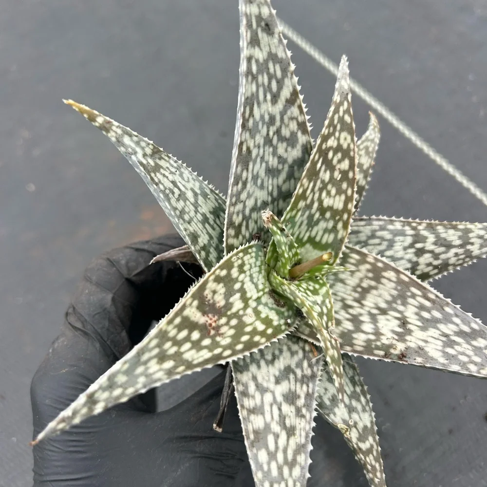 N/A comes plant